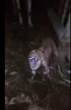 Goat With Human Face: ਮਨੁੱਖੀ ਚਿਹਰੇ ਵਾਲੀ ਬੱਕਰੀ ਵੇਖ ਇੰਟਰਨੈੱਟ 'ਤੇ ਮੱਚੀ ਤਰਥੱਲੀ, ਸ਼ਰਮਨਾਕ ਸੱਚਾਈ ਆਈ ਸਾਹਮਣੇ