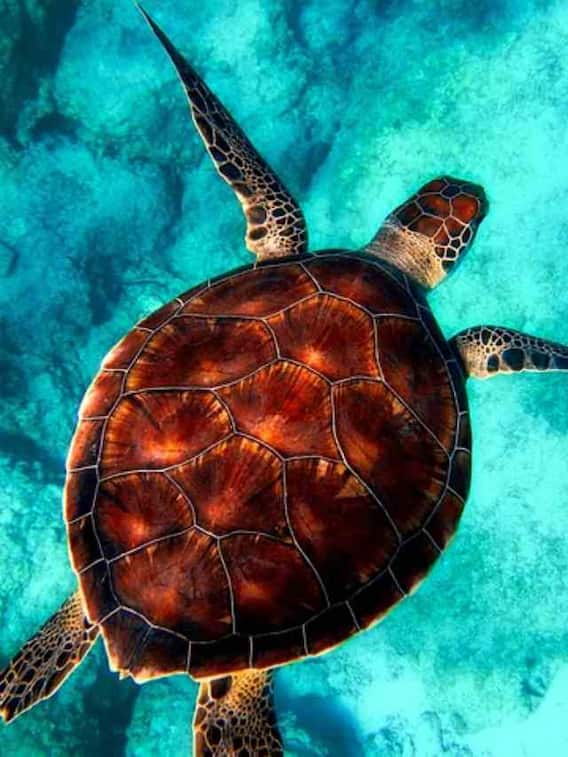 ये है दुनिया का सबसे महंगा कछुआ