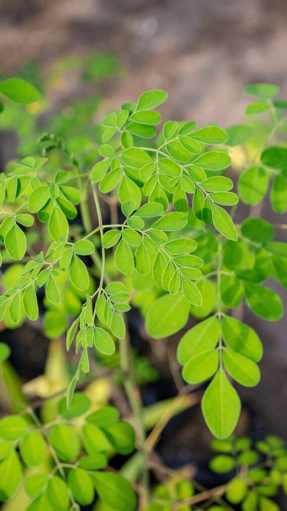 ఆ సమస్యలుంటే మహిళలు మునగాకు తినాలట