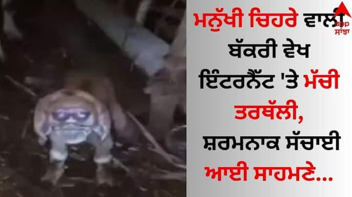 Goat With Human Face: ਅੱਜਕੱਲ੍ਹ ਅਸੀ ਆਪਣੇ ਆਲੇ-ਦੁਆਲੇ ਕਈ ਅਜੀਬੋ-ਗਰੀਬ ਕਿੱਸੇ ਸੁਣਦੇ ਹਾਂ। ਪਰ ਜਦੋਂ ਇਨ੍ਹਾਂ ਦੀਆਂ ਅਸਲ ਤਸਵੀਰਾਂ ਸਾਹਮਣੇ ਆਉਂਦੀਆਂ ਹਨ, ਤਾਂ ਹਰ ਕਿਸੇ ਦੇ ਹੋਸ਼ ਉੱਡ ਜਾਂਦੇ ਹਨ।