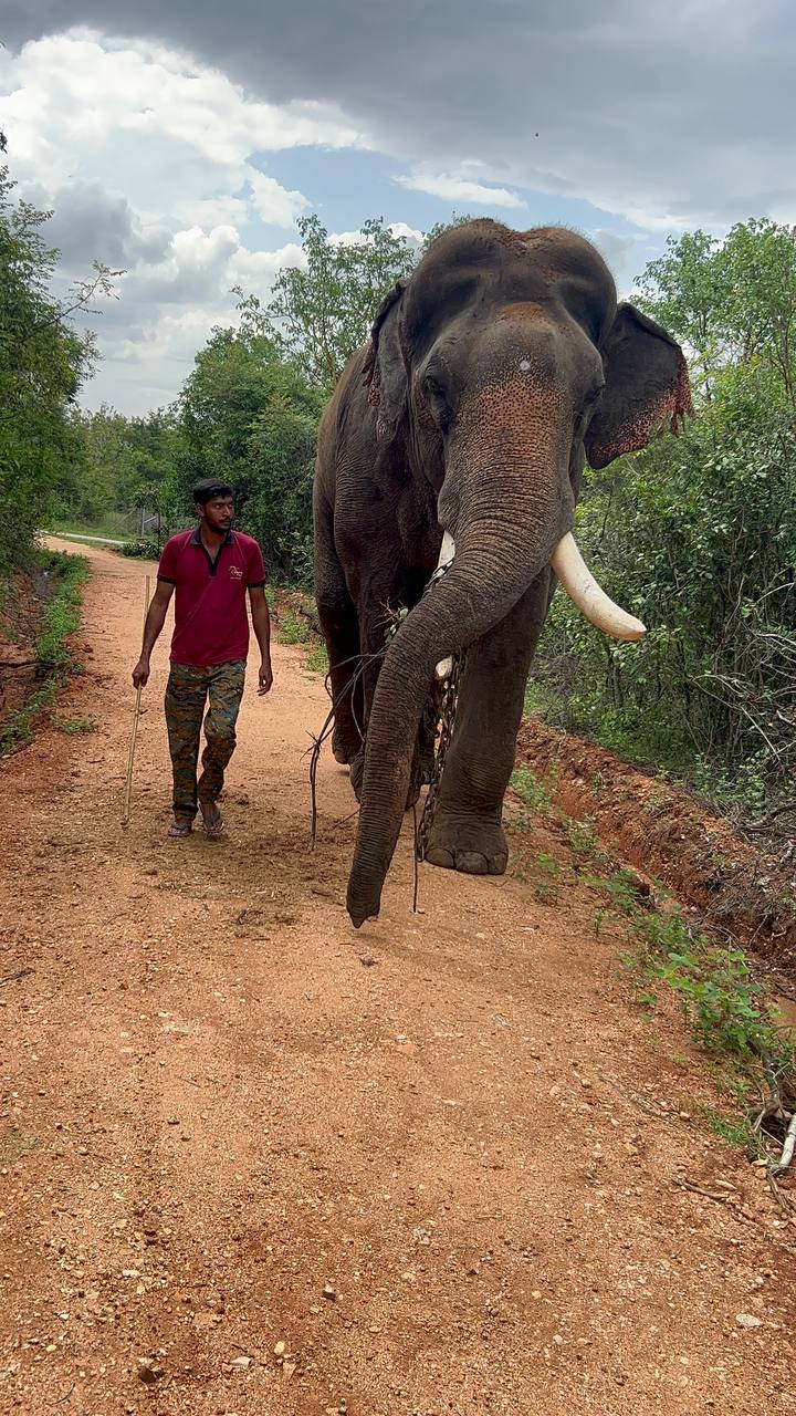 Kumki Elephnats :   దారి తప్పిన ఏనుగులకు కుంకీ ఏనుగులే మాస్టర్లు - వీటి గురించి ఆశ్చర్యపోయే నిజాలు ఇవే