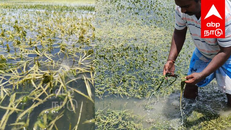 Rainfall is the highest in the last 20 years Paddy seedlings are drowning and rotting Villupuram farmers are in agony கடந்த 20 ஆண்டுகளில் இல்லாத அளவில் மழை: அழுகும் நெல் நாற்று - வேதனையில் விவசாயிகள்