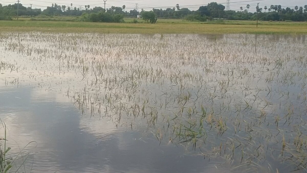 குளம் போல் காட்சியளிக்கும் நிலங்கள்... 2000 ஏக்கர் நெல் பயிர்கள் நாசம்.. கண்ணீரில் செங்கை விவசாயிகள்