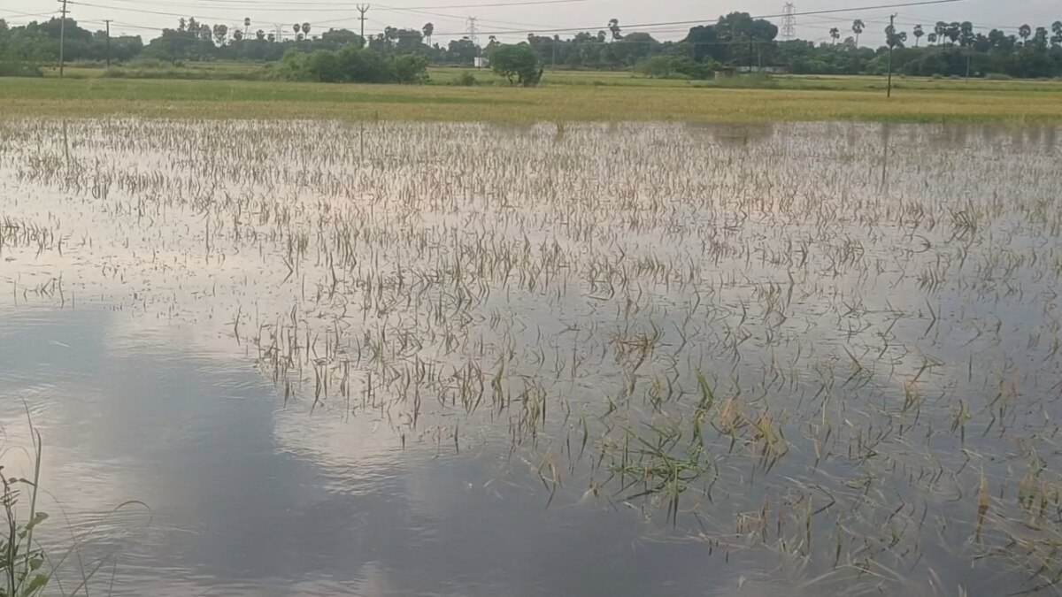 குளம் போல் காட்சியளிக்கும் நிலங்கள்... 2000 ஏக்கர் நெல் பயிர்கள் நாசம்.. கண்ணீரில் செங்கை விவசாயிகள்