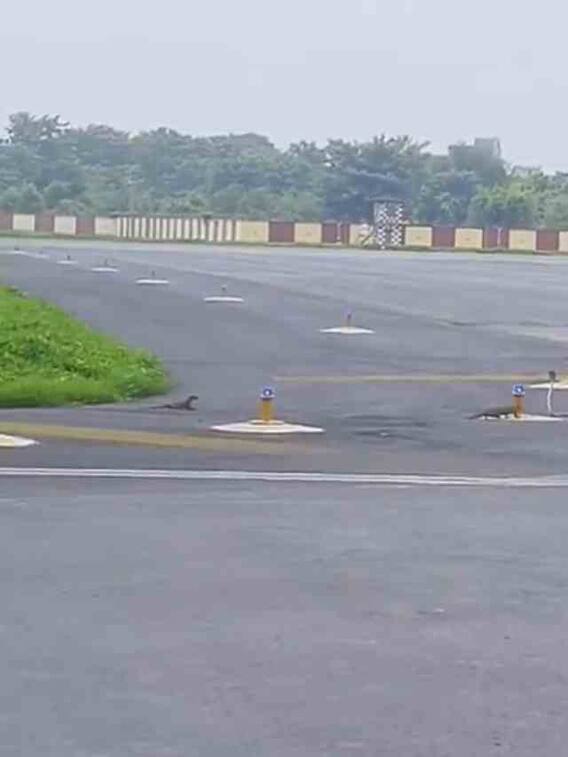 एयरपोर्ट पर जमकर हुई सांप और नेवले की लड़ाई