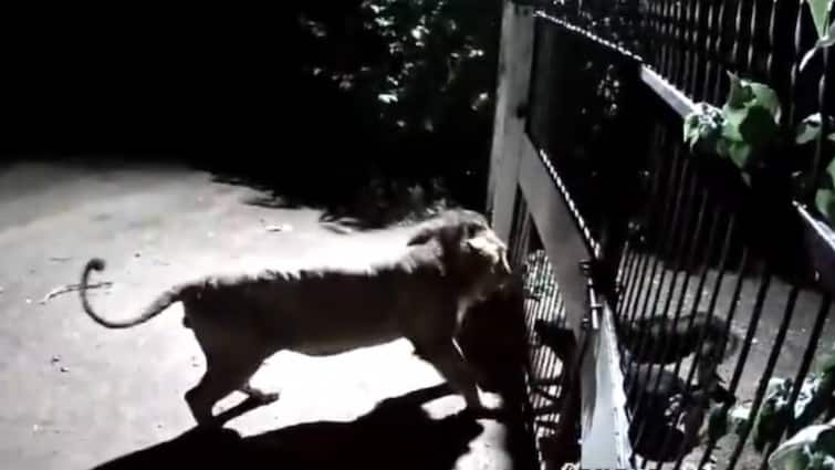 Fearless Dogs Face Off With 2 Lions In Gujarat Amroli Watch What Happened Next video Fearless Dogs Face Off With 2 Lions In Gujarat's Amroli. Watch What Happened Next