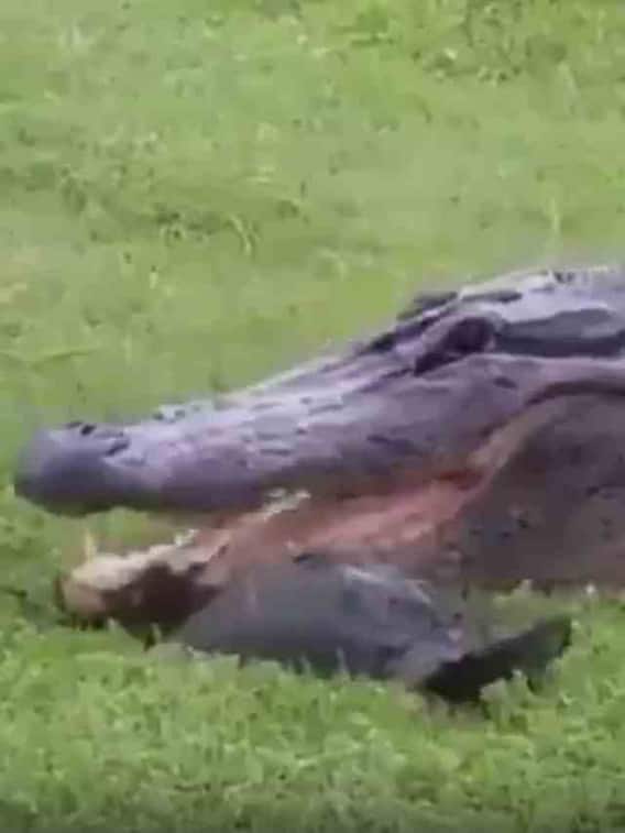 मौत के मुह से निकला कछुआ, वीडियो वायरल