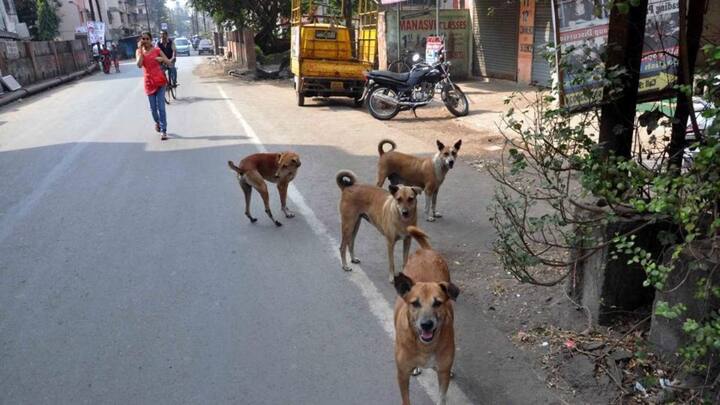 इनमें से काफी घटनाएं सड़कों पर घूमने वाले आवारा कुत्तों की वजह से होती है. सोशल मीडिया पर भी ऐसे कई वीडियो देखने को मिले हैं. जहां कुत्तों ने राहगीरों पर अटैक कर दिया है.