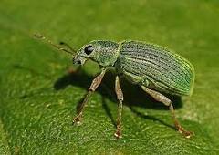 ਇਹ ਬੱਗ ਸਾਡੀ ਚਮੜੀ 'ਤੇ ਹਮੇਸ਼ਾ ਮੌਜੂਦ ਰਹਿੰਦੇ ਹਨ, ਇਨ੍ਹਾਂ ਦੀਆਂ ਫੋਟੋਆਂ ਦੇਖ ਕੇ ਤੁਹਾਡੀ ਰੂਹ ਕੰਬ ਜਾਵੇਗੀ