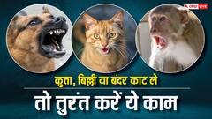कुत्ता, बिल्ली या बंदर काट ले तो इंजेक्शन लगवाने से पहले करें ये काम, रेबीज का खतरा होगा कम
