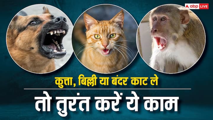 Prevention From Rabies: कुत्ते, बंदर या बिल्ली के काटने के बाद इंजेक्शन लगवाने के पहले आप आजमाएंगे तो रेबीज का खतरा और कम हो जाएगा. जानें कौनसा तरीका आपके आएगा काम.