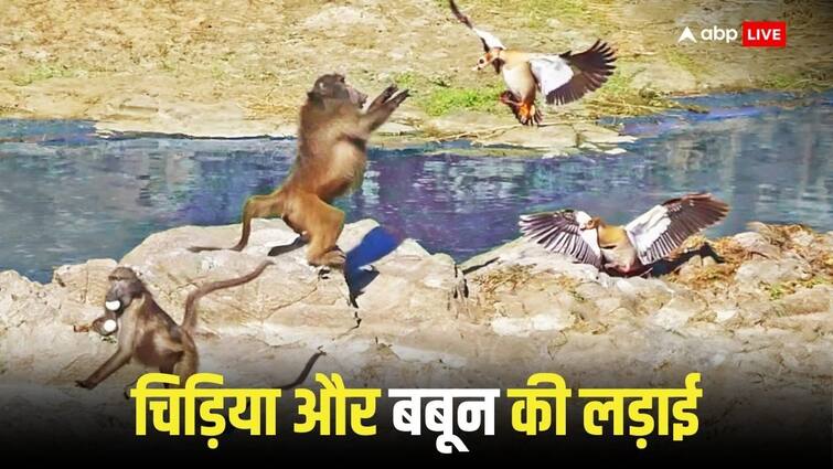 Geese clash with baboon but could not save its eggs video of Kruger National Park viral Kruger National Park: 'अंडा चोर' से भिड़ी चिड़िया लेकिन नहीं बचा पाई अपने अंडे, क्रूगर नेशनल पार्क का वीडियो हो रहा वायरल