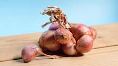 Hair Care Tips: অঝোরে ঝরছে চুল? নারকেল তেলে মেশান এই উপাদান