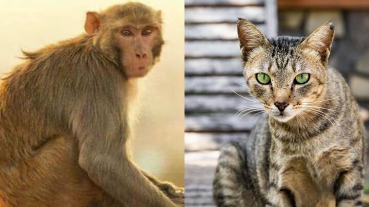 बंदर या बिल्ली के काटने पर भी रेबीज का खतरा होता है. यह भी अगर काटते हैं. तब भी लोग एंटी रेबीज का इंजेक्शन लगवा लेते हैं.