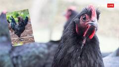 क्या कड़कनाथ मुर्गे का खून पिया जा सकता है? जानें क्या है इसका जवाब