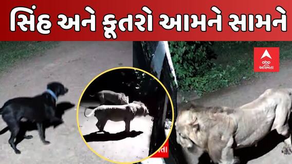 Amreli | બે કૂતરા અને બે સિંહ આવી ગયા આમને સામને... જુઓ રોમાંચક એનિમલ ફાઈટ | Animal Fight