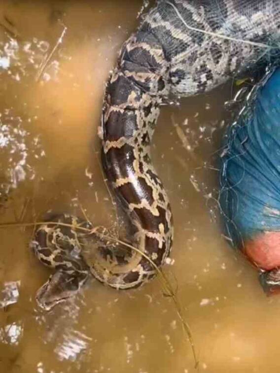 जाल में फंसा 7 फुट लंबा अजगर,वीडियो वायरल