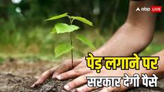 पौधा लगाने पर 350 रुपये दे रही सरकार, जानें क्या है ये पैसा कमाओ योजना