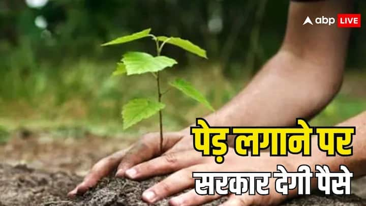 Plant Trees Get 350 Rupees From Government:  किसानों को सरकार की ओर से पेड़ लगाने पर पैसे दिए जाएंगे. आखिर कौनसी यह स्कीम और क्यों दे रही है सरकार इसमें पैसे. चलिए बताते हैं.