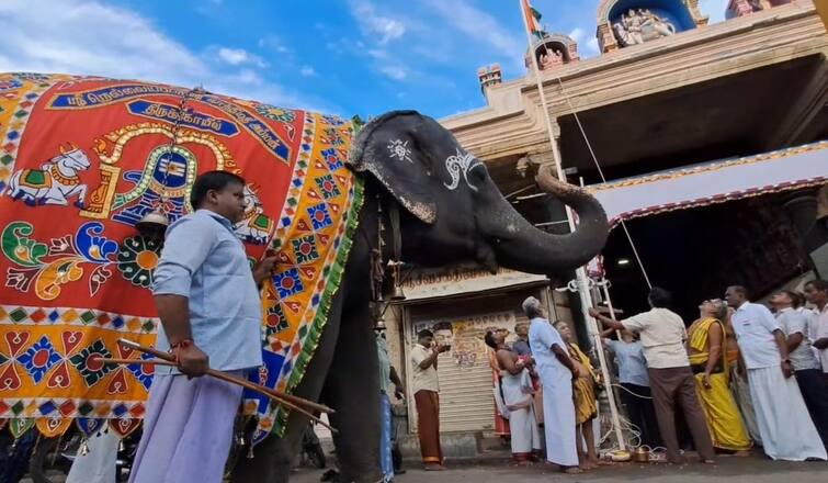 Independence Day 2024 Gandhimathi Elephant Plays Mouth Organ At Nellaiappar Temple And Celebrates national flags - TNN Independence Day 2024: மவுத்தார்கன் வாசித்து  தேசிய கொடிக்கு மரியாதை செலுத்திய காந்திமதி யானை  - பக்தர்கள் ஆச்சரியம்