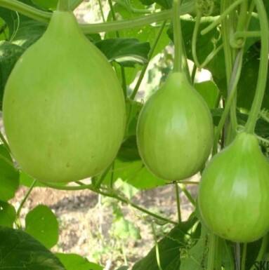 ਘੀਆ ਦਾ ਸੇਵਨ ਬਲੱਡ ਸ਼ੂਗਰ ਦੇ ਮਰੀਜ਼ਾਂ ਲਈ ਫਾਇਦੇਮੰਦ ਮੰਨਿਆ ਜਾਂਦਾ ਹੈ। ਘੀਏ ਵਿੱਚ 90 ਪ੍ਰਤੀਸ਼ਤ ਪਾਣੀ ਅਤੇ ਅੱਠ ਪ੍ਰਤੀਸ਼ਤ ਫਾਈਬਰ ਹੁੰਦਾ ਹੈ। ਅਜਿਹੀ ਸਥਿਤੀ ਵਿੱਚ, ਇਹ ਸਬਜ਼ੀ ਸ਼ੂਗਰ ਲਈ ਸਭ ਤੋਂ ਵਧੀਆ ਵਿਕਲਪ ਹੈ। ਇਸ ਵਿਚ ਗਲੂਕੋਜ਼ ਅਤੇ ਸ਼ੂਗਰ ਬਿਲਕੁਲ ਨਹੀਂ ਹੁੰਦੀ, ਇਸ ਲਈ ਇਸ ਦਾ ਸੇਵਨ ਲਾਭਦਾਇਕ ਹੁੰਦਾ ਹੈ।