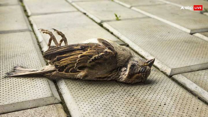 रास्ते में कोई मृत पशु दिखे तो अपनी दिशा बदल दें. इससे भी निगेटिविटी निकलती है, जो पार करने वाले जातक के शरीर के स्वास्थ्य पर सीधा असर डालती है.