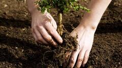 पौधा लगाने पर 350 रुपये दे रही सरकार, जानें क्या है ये पैसा कमाओ योजना