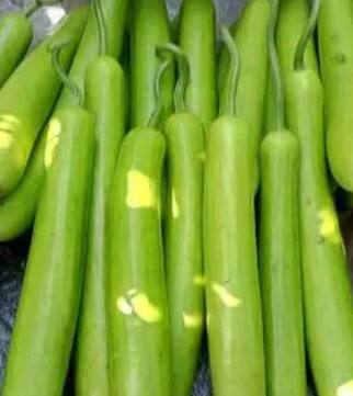 ਜੇਕਰ ਤੁਹਾਡਾ ਯੂਰਿਕ ਐਸਿਡ ਵੱਧ ਗਿਆ ਹੈ ਤਾਂ ਘੀਆ ਦਾ ਸੇਵਨ ਤੁਹਾਡੇ ਲਈ ਫਾਇਦੇਮੰਦ ਹੈ। ਇਸ ਦਾ ਫਾਈਬਰ ਯੂਰੀਕ ਐਸਿਡ ਦੇ ਕ੍ਰਿਸਟਲ ਨੂੰ ਪਿਸ਼ਾਬ ਰਾਹੀਂ ਬਾਹਰ ਲਿਆਉਂਦਾ ਹੈ ਅਤੇ ਉਨ੍ਹਾਂ ਨੂੰ ਸਰੀਰ ਵਿੱਚੋਂ ਬਾਹਰ ਕੱਢਣ ਵਿੱਚ ਮਦਦ ਕਰਦਾ ਹੈ।