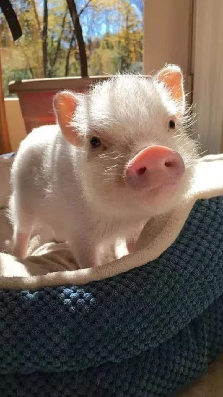 Chinese Doctors Successfully Transplant Genetically Modified Pig Liver into Brain-Dead Human