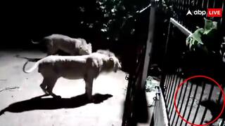 दो शेरों के आगे कुत्तों ने दिखाई हीरोपंती, बीच में नहीं होता गेट तो निकल जाती हवा