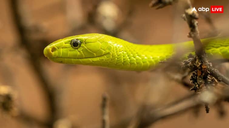 सांप में होती है रंग बदलने की शक्ति? जानिए कौन से सांप बदल सकते हैं रंग Does a snake have the power to change color Know which snakes can change color सांप में होती है रंग बदलने की शक्ति? जानिए कौन से सांप बदल सकते हैं रंग