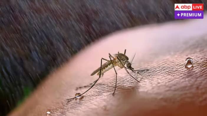 ચોમાસામાં મચ્છરના કરડવાથી થઈ શકે છે આટલી બીમારીઓ,  બેદરકારી લઈ શકે છે જીવ 