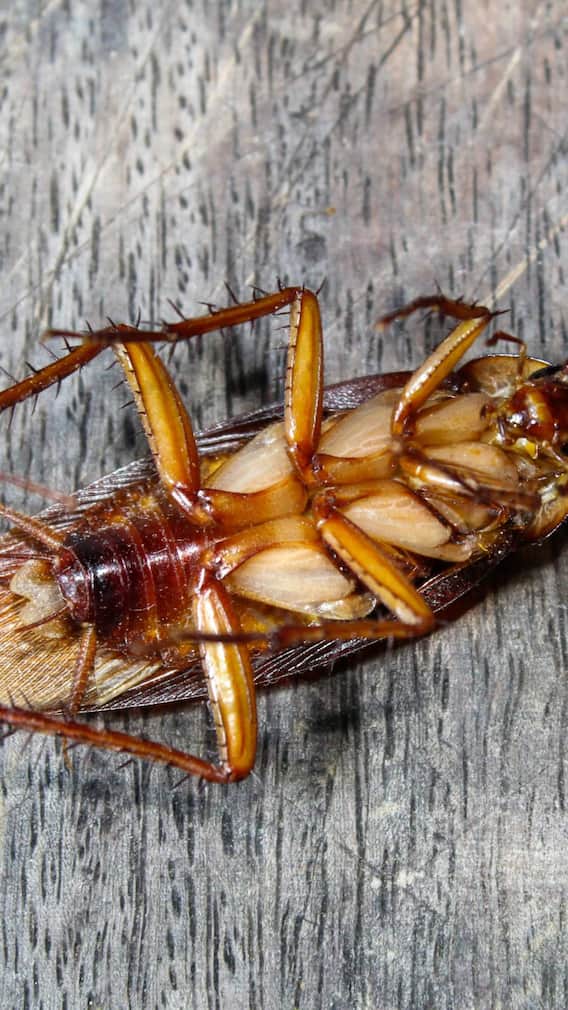 ਘਰ 'ਚ ਇੱਕ ਵੀ ਕੋਕਰੋਚ ਨਹੀਂ ਆਵੇਗਾ ਨਜ਼ਰ, ਬਸ ਅਪਣਾਓ ਆਹ ਤਰੀਕੇ