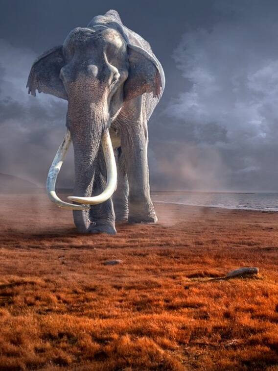 कहां पाए जाते हैं सफेद हाथी