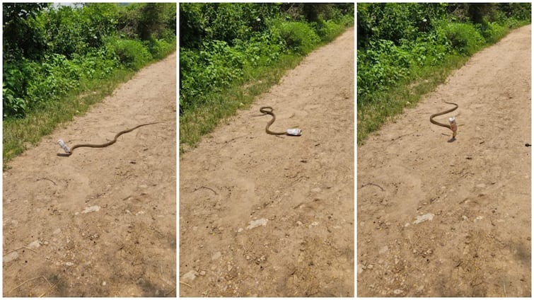 Snake Head Stuck in Beer Tin treding on Social media Viral News: అయ్యో.. ఆ పాముకి ఎంత క‌ష్ట‌మొచ్చిందో