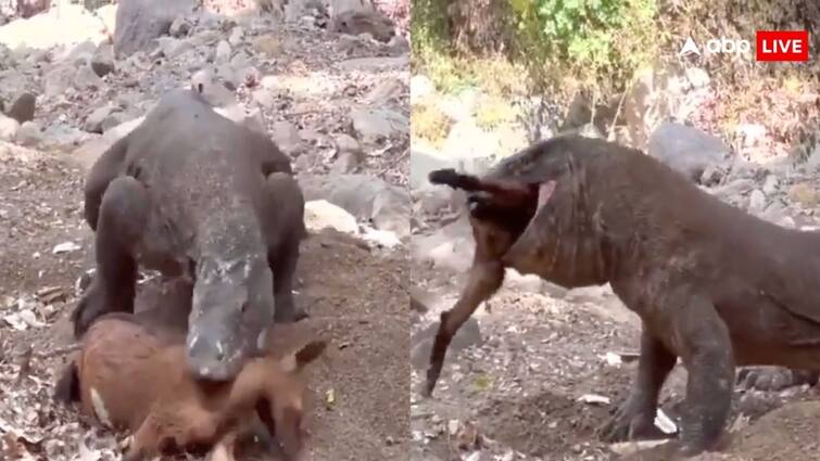 big lizard known as Komodo dragon eat up a goat in just 30 seconds video gets viral on social media महज 30 सेकेंड में पूरी बकरी को निगल गई विशालकाय छिपकली, हैरान कर देगा वीडियो