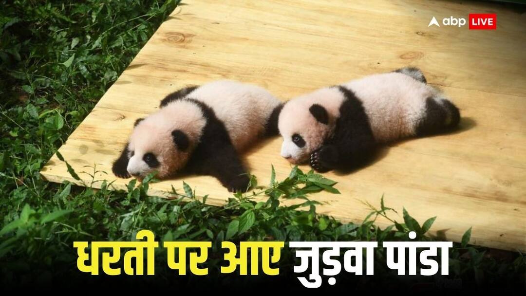 Twins Panda Birth: दुनिया के सबसे उम्रदराज पांडा ने दिया जुड़वा बच्चों को जन्म, देश में पांडा को माना जाता है शुभ world oldest panda gave birth twins in Hong Kong Panda is considered auspicious in the country Twins Panda Birth: दुनिया के सबसे उम्रदराज पांडा ने दिया जुड़वा बच्चों को जन्म, देश में पांडा को माना जाता है शुभ