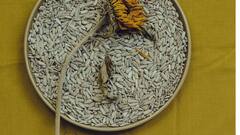 Benefits Of Sunflower Seeds: உணவில் சூரியகாந்தி விதைகள் இருப்பது ஏன் நல்லது? இதைப் படிங்க!