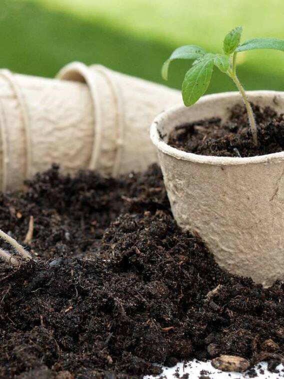 गमले में कैसे उगा सकते हैं टमाटर