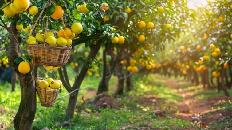 Government is providing assistance up to Rs 1 lakh to promote fruit and flower farming फल​ और फूल की खेती पर ​ये सरकार दे रही है तगड़ी सब्सिडी, जानें कैसे कर सकते हैं अप्लाई