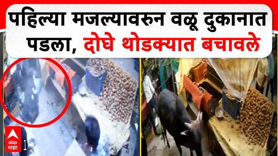 Washim Market CCTV : पहिल्या मजल्यावरुन वळू दुकानात पडला, दोघे थोडक्यात बचावले