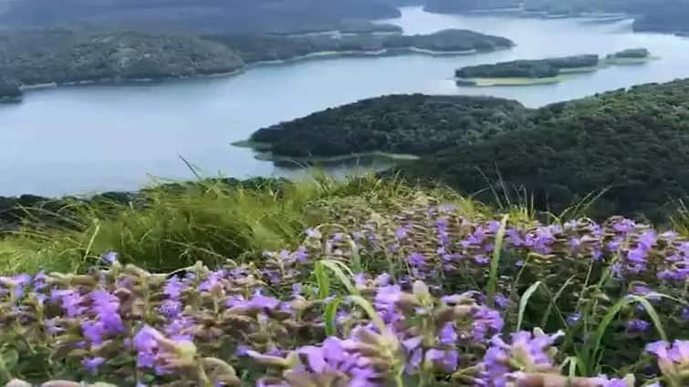 Neelakurinji MettuKurinji Idukki based Attracts More tourists நீலக்குறிஞ்சியை விட அழகான மேட்டுக்குறிஞ்சி மலர்கள்.. குவியும் சுற்றுலா பயணிகள்..