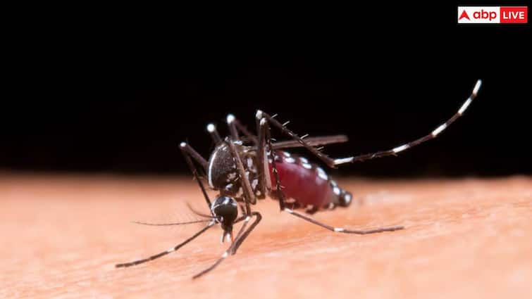 If you want to avoid dengue fever, take care of these things inside or outside the house.