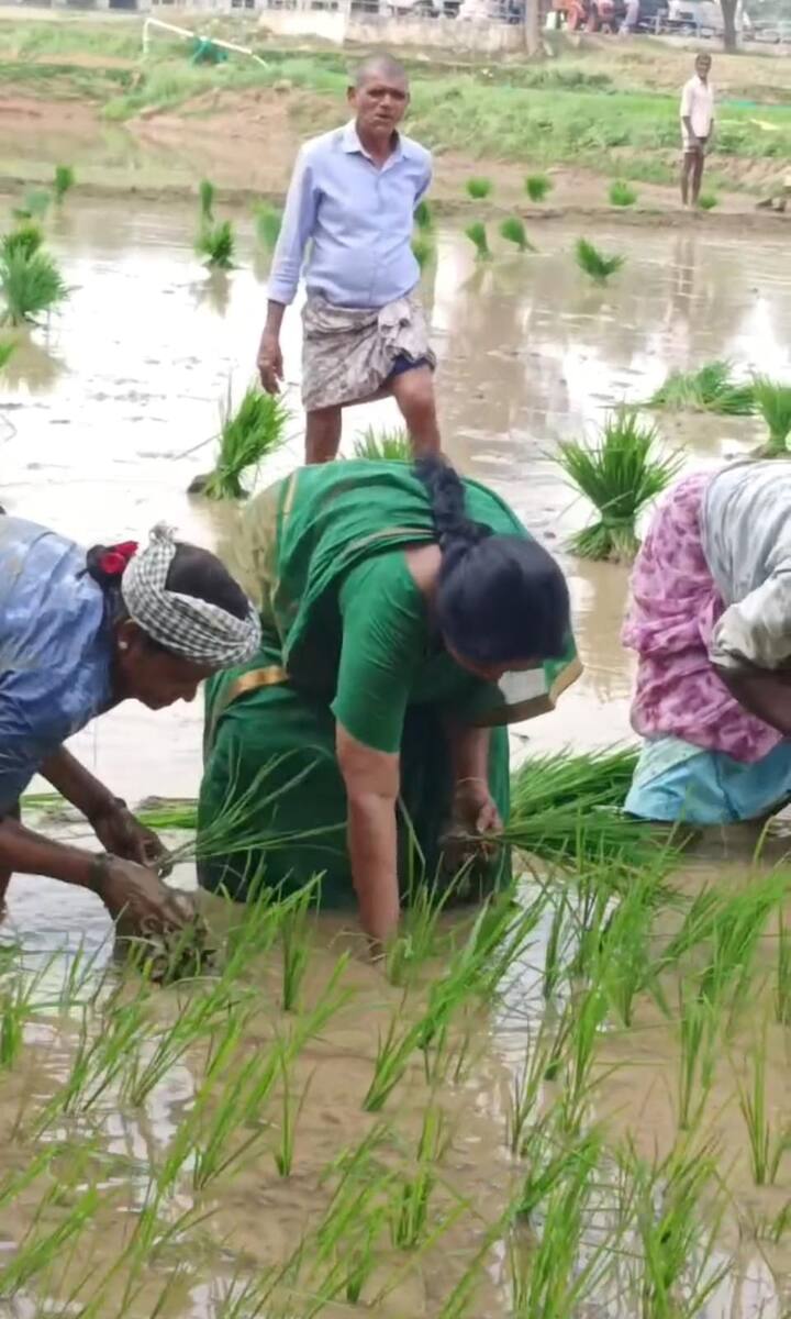 గతంలో మంత్రిగా ఉన్నప్పుడు వేరుశనగ విత్తన పనుల్లో సునీత బిజీగా గడిపారు. ప్రస్తుతం ఎమ్మెల్యే హోదాలో ఉన్నప్పటికీ తమ వ్యవసాయ పొలంలో వరి నాట్లు వేయడం చూపులను ఆకర్షించింది.