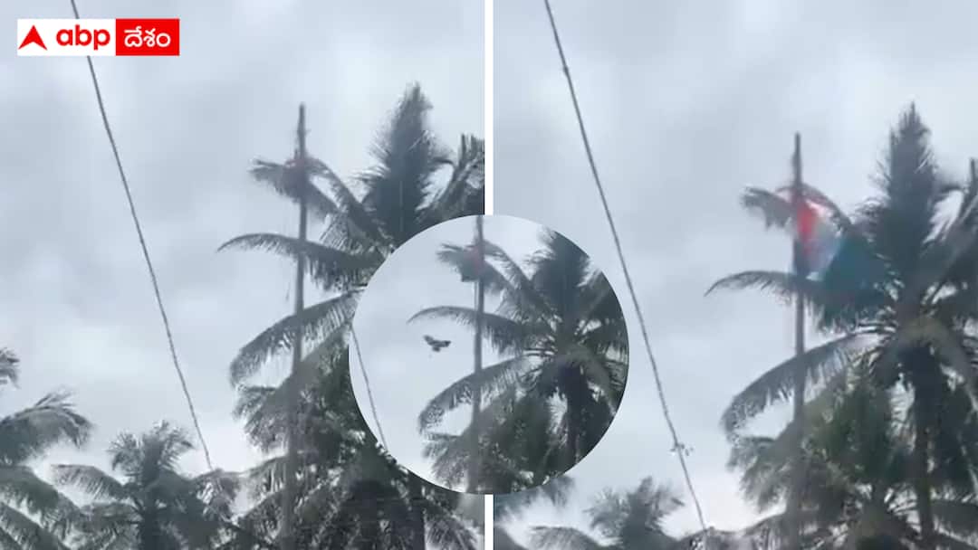 A video of a bird contributed to the unveiling of the national flag is going viral National Flag Bird : మన దేశంలో పక్షులకు కూడా గుండెల నిండా దేశభక్తే - ఈ ఘటన చూస్తే నిజమని ఒప్పుకుంటారు !