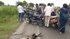 स्वार्थी माणूस... रस्त्यावरील मृत मोराची पिसे काढून घरी नेली; व्हिडिओ व्हायरल