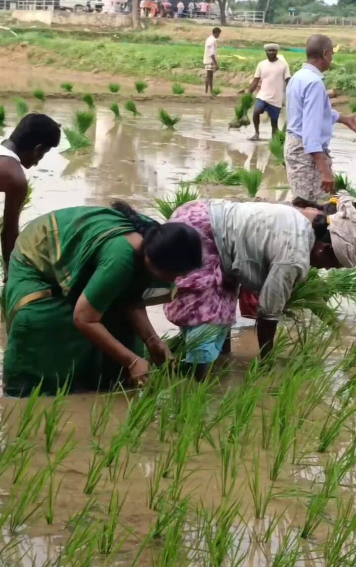 రాజకీయంగా ఎంత పని ఉన్నప్పటికీ తప్పకుండా తన వ్యవసాయ పొలంలో పనులు చేయటం నాకు ఎంతో ఆనందాన్ని ఇస్తుందని మాజీమంత్రి రాప్తాడు ఎమ్మెల్యే పరిటాల సునీత పేర్కొన్నారు.