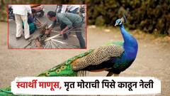 स्वार्थी माणूस... रस्त्यावरील मृत मोराची पिसे काढून घरी नेली; व्हिडिओ व्हायरल