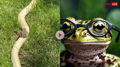 इसे कहते हैं मौत की छाती पर नाचना... खतरनाक अजगर की सवारी करता दिखा मेंढक, वीडियो वायरल
