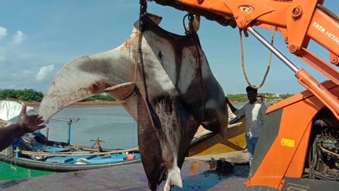 Viral News: మత్స్యకారుల వలకు చిక్కిన భారీ టేకు చేప, ఒడ్డుకు చేర్చేందుకు పాట్లు A huge fish caught in the fishermans net in Konaseema District Viral News: మత్స్యకారుల వలకు చిక్కిన భారీ టేకు చేప, ఒడ్డుకు చేర్చేందుకు పాట్లు